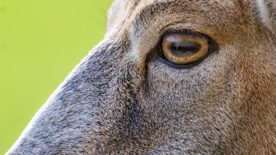 Polski muflon stał się gwiazdą internetu