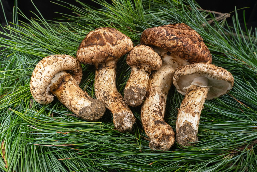 Gąska sosnowa – tajemnice jednego z najdroższych grzybów świata (fot. Shutterstock)