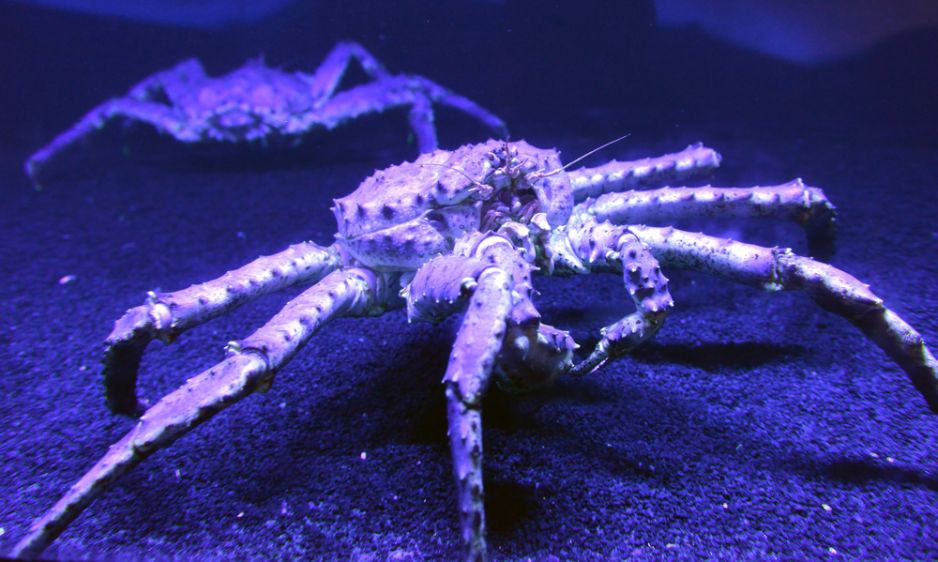 Krab