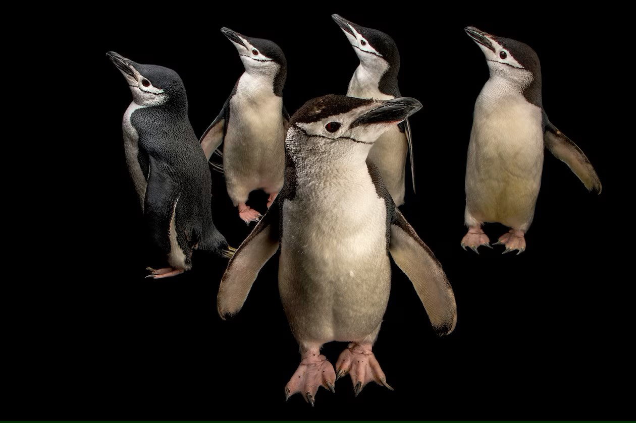 Te pingwiny zapadają w sen 10 tys. razy dziennie. Ich drzemki trwają tylko 4 sekundy (fot. JOEL SARTORE, NATIONAL GEOGRAPHIC PHOTO ARK)
