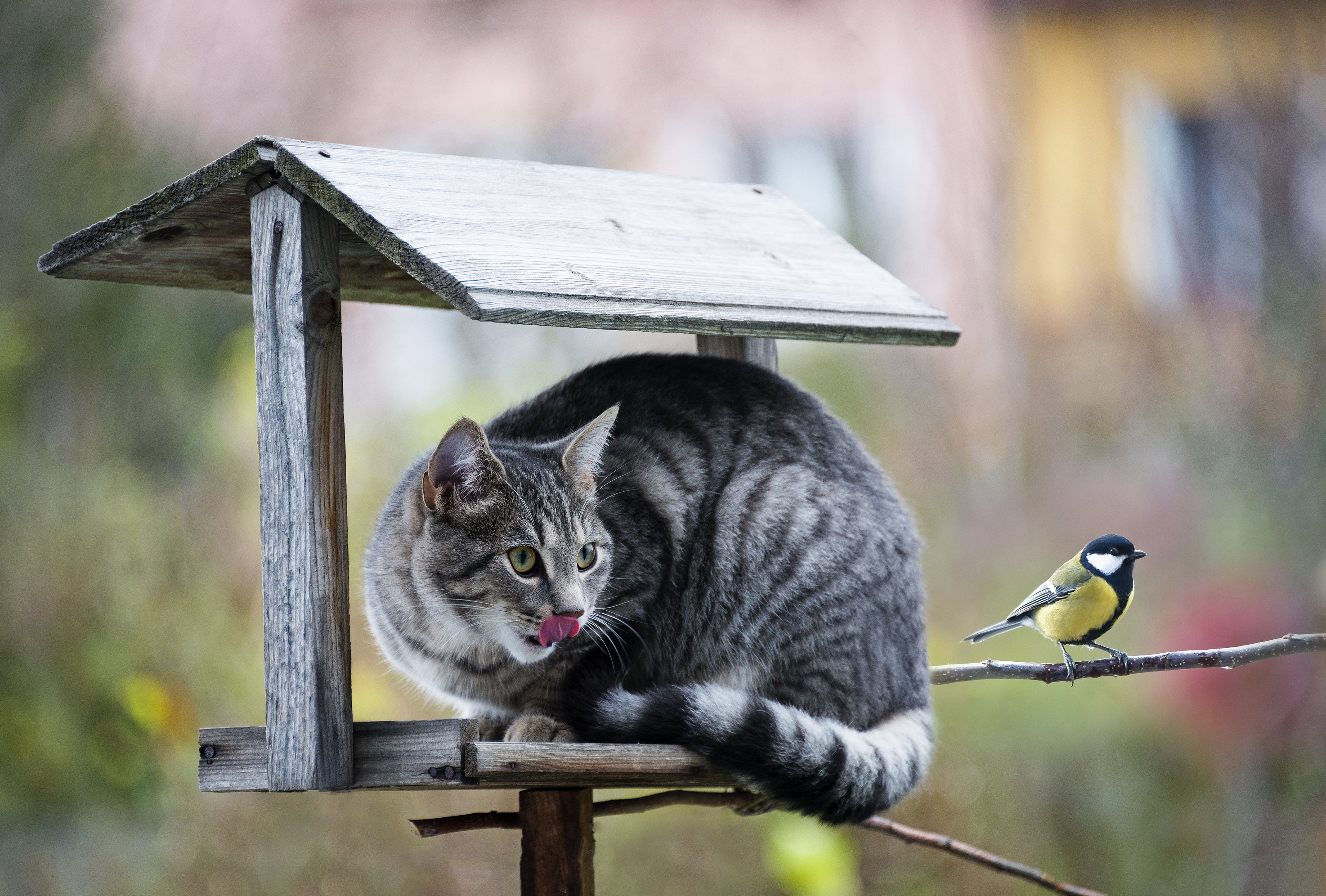 Ofiarą kotów domowych pada wiele gatunków drobnych zwierząt (fot. Shutterstock)