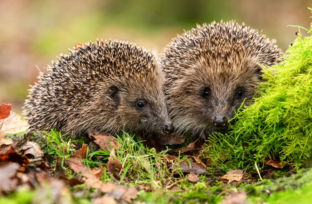 Ciekawostki o jeżach. Nie noszą na igłach jabłek i podobno smakują jak wieprzowina (fot. Shutterstock)