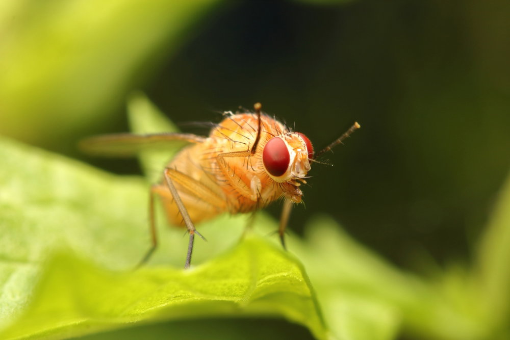 Drosophila melanogaster – cenny obiekt badań naukowych (fot. Shutterstock)