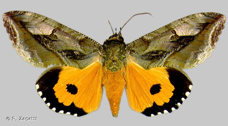 ćma