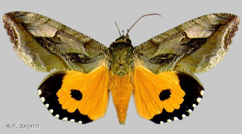ćma