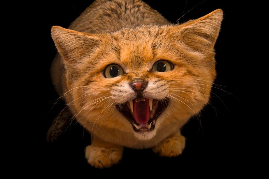 Kot pustynny (Felis margarita)