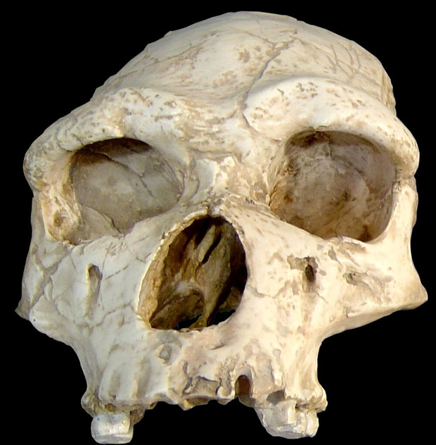 Homo erectus