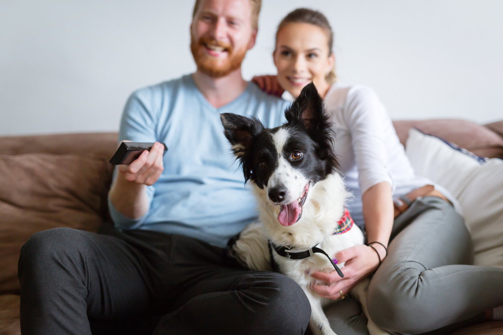 Niektóre psy naprawdę lubią telewizję. Dlaczego tak się dzieje i co oglądają czworonogi? (fot. fot. Shutterstock)