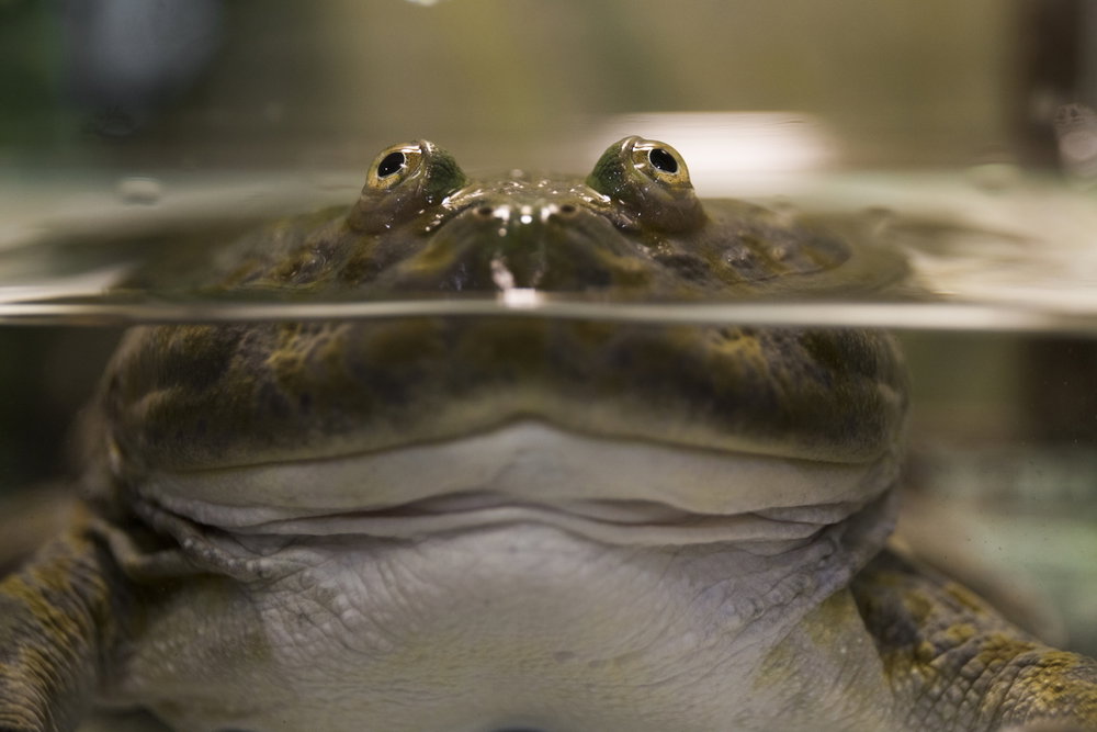 Ciekawostki o żabach (fot. Shutterstock)