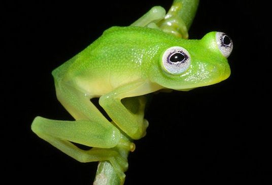 kermit1