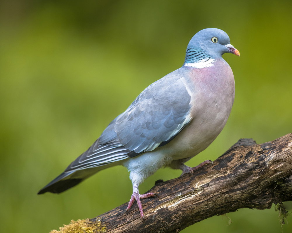 Gołąb grzywacz – ciekawostki o największym spośród europejskich gołębi (fot. Shutterstock)