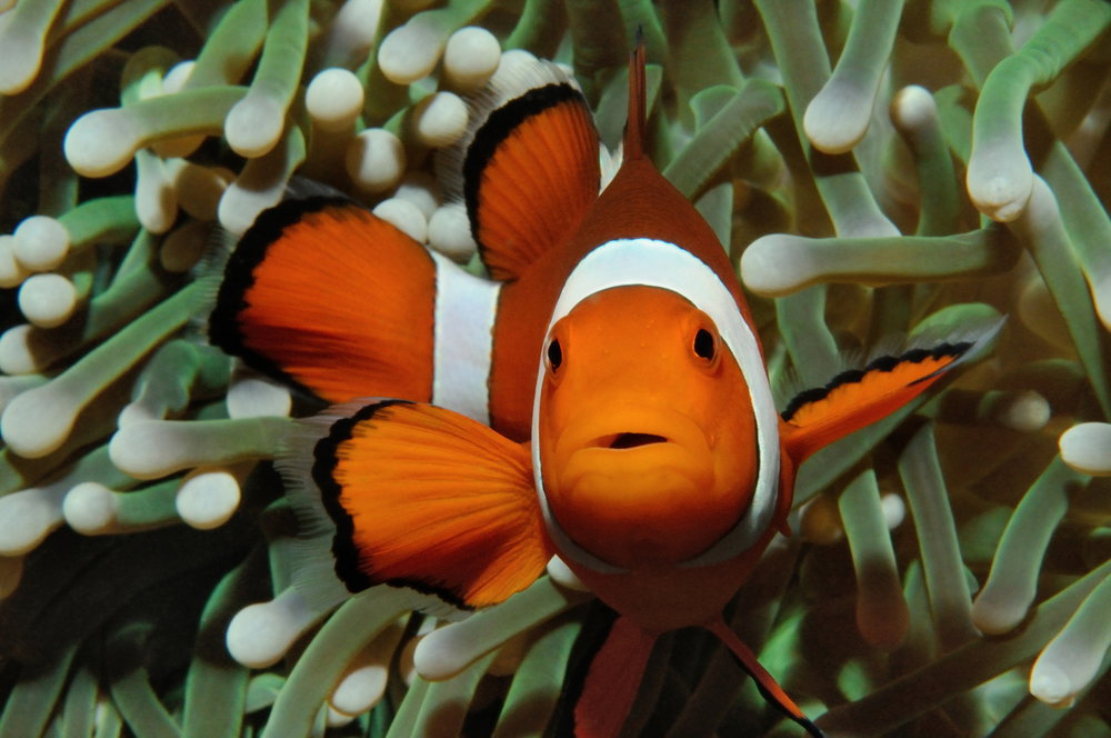 Nemo potrafi liczyć. Słynna rybka wykorzystuje tę umiejętność w mało sympatycznym celu (fot. Shutterstock)