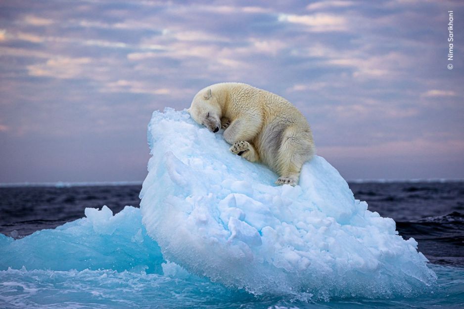 To zdjęcie zdobyło nagrodę publiczności Wildlife Photographer of the Year. „Piękno i kruchość naszej planety” (fot. Nima Sarikhani / Wildlife Photographer of the Year)