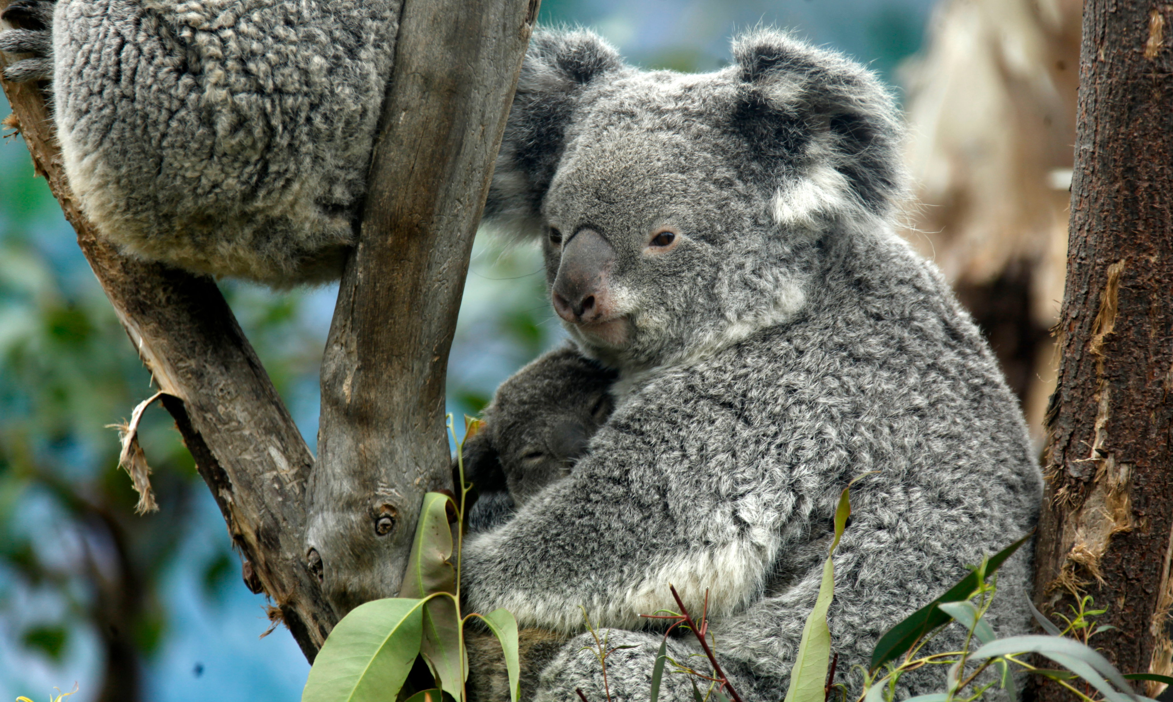 Koala