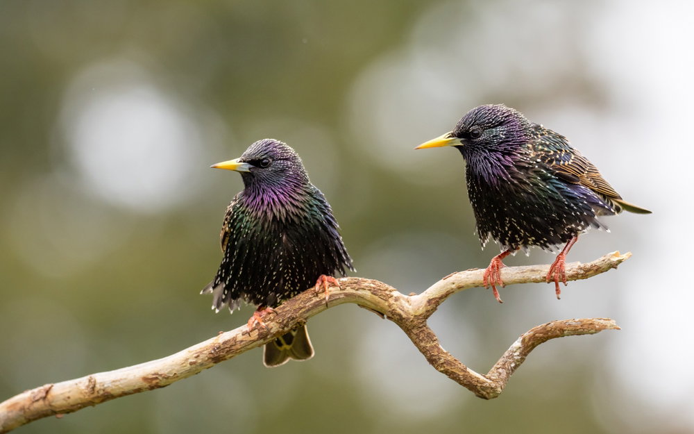 Szpaki – ciekawostki, cechy, umiejętności i interesujące fakty (fot. Shutterstock)