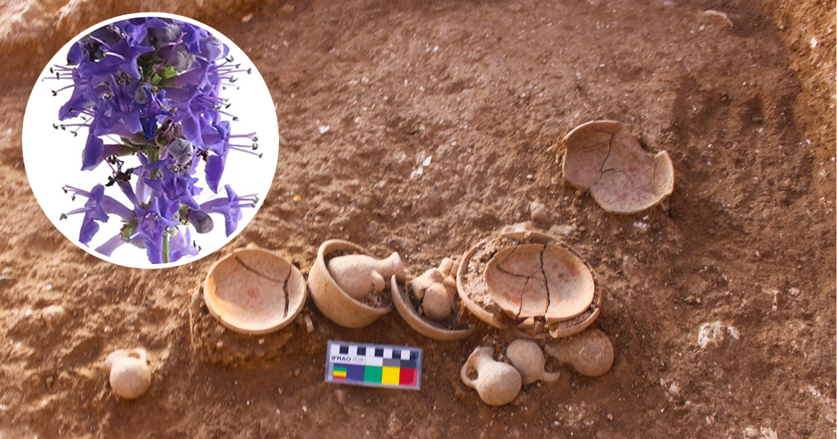 Psychoaktywne i lecznicze rośliny w świątyni Filistynów. Archeolodzy mają dowody