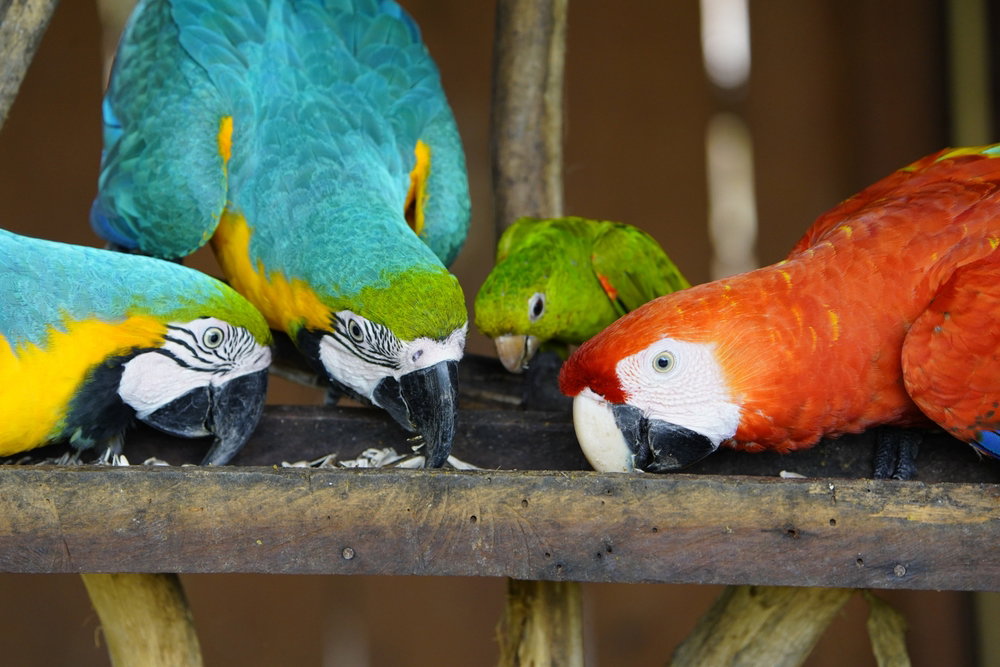 Ciekawostki o papugach udowadniają, że te barwne ptaki nie żyją wyłącznie w egzotycznych krajach (fot. Shutterstock)