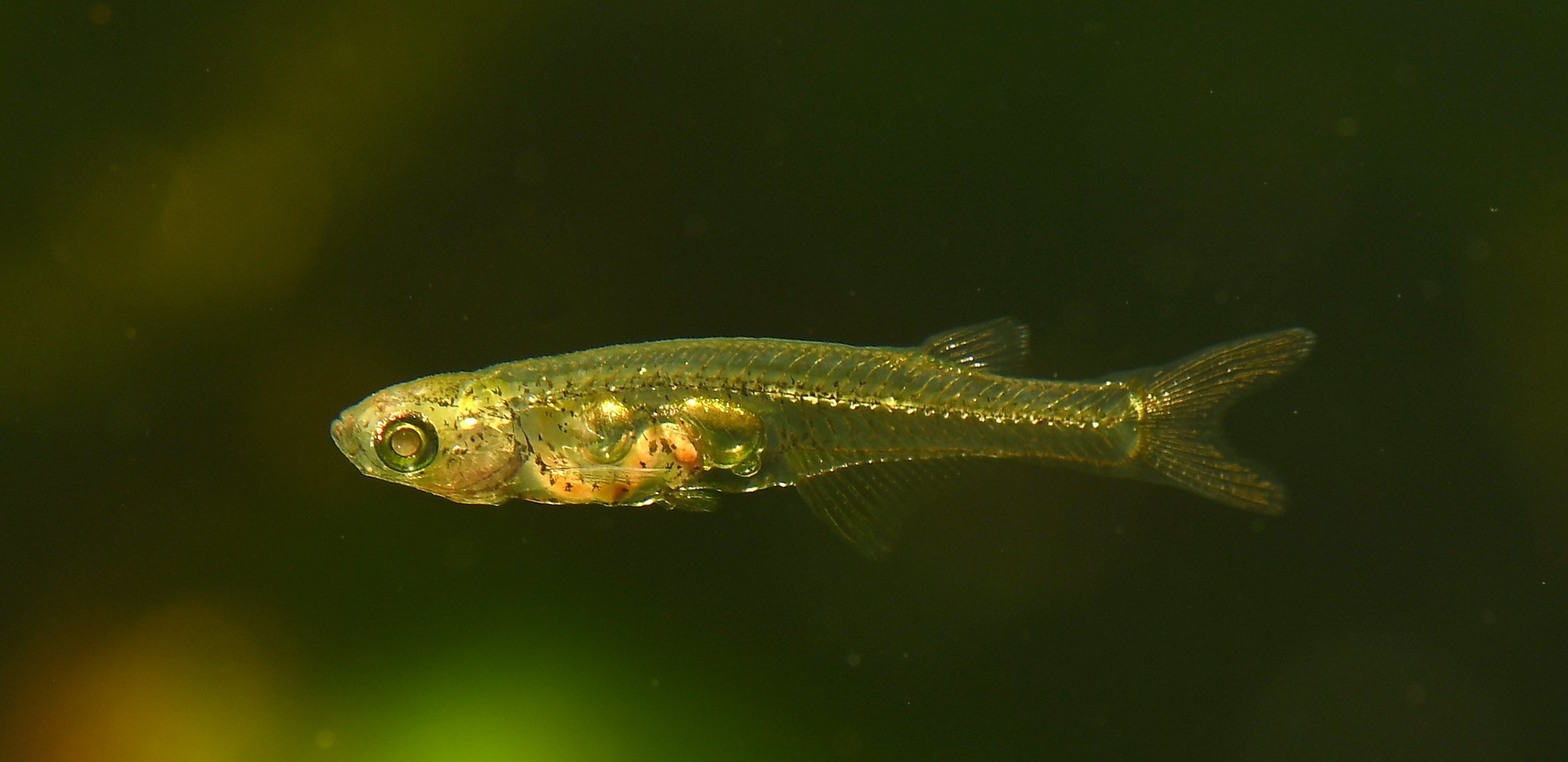 Danionella cerebrum