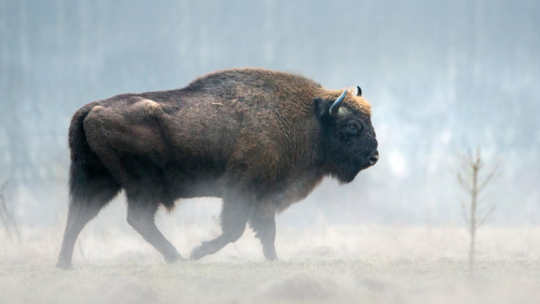 Puszcza Białowieska zniknie z listy UNESCO?