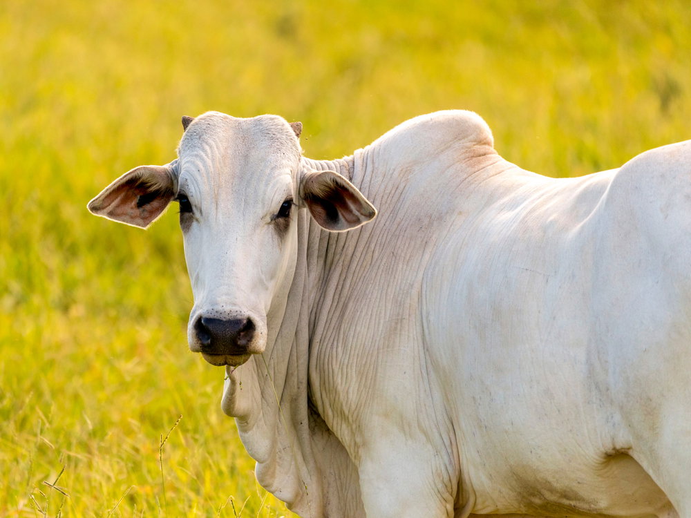 Najdroższa krowa (fot. Shutterstock)