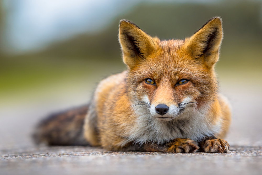 Chytrusy czy mistrzowie przetrwania? Ciekawostki o lisach pokazują, że to niezwykle sprytne zwierzęta (fot. Shutterstock)