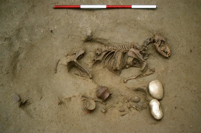 Pochowano ich z różnymi zwierzętami. Archeologiczna zagadka z Włoch sprzed 2 tysięcy lat