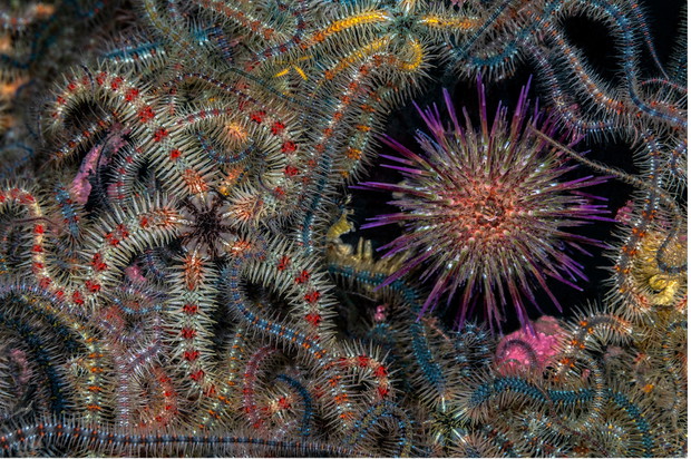 Jenny Stock, zwyciężczyni w kategorii „British Underwater Photographer of the Year 2024”
