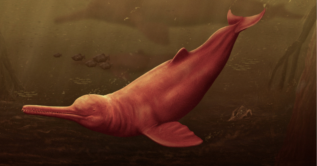 Pebanista yacuruna
