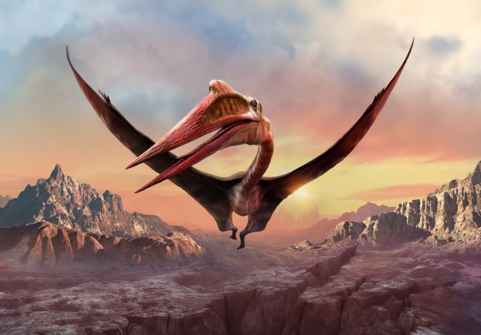 Quetzalcoatl to największe latające stworzenie w historii. Był rozmiarów żyrafy, ale polował jak czapla (ryc. Shutterstock)