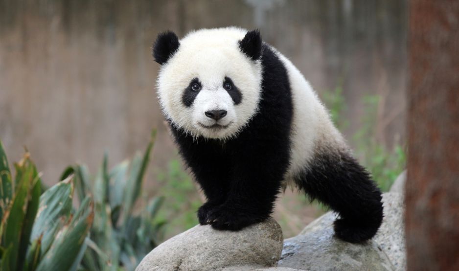 Panda wielka