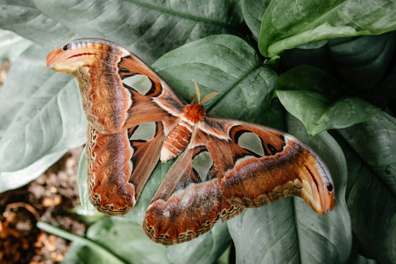 Pawica atlas (Attacus atlas) należy do rodziny motyli pawicowatych