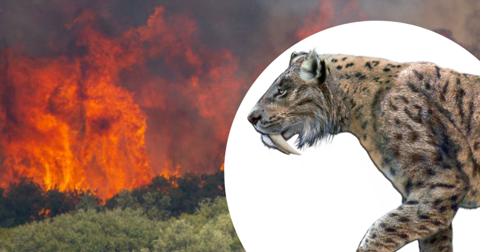 megafauna