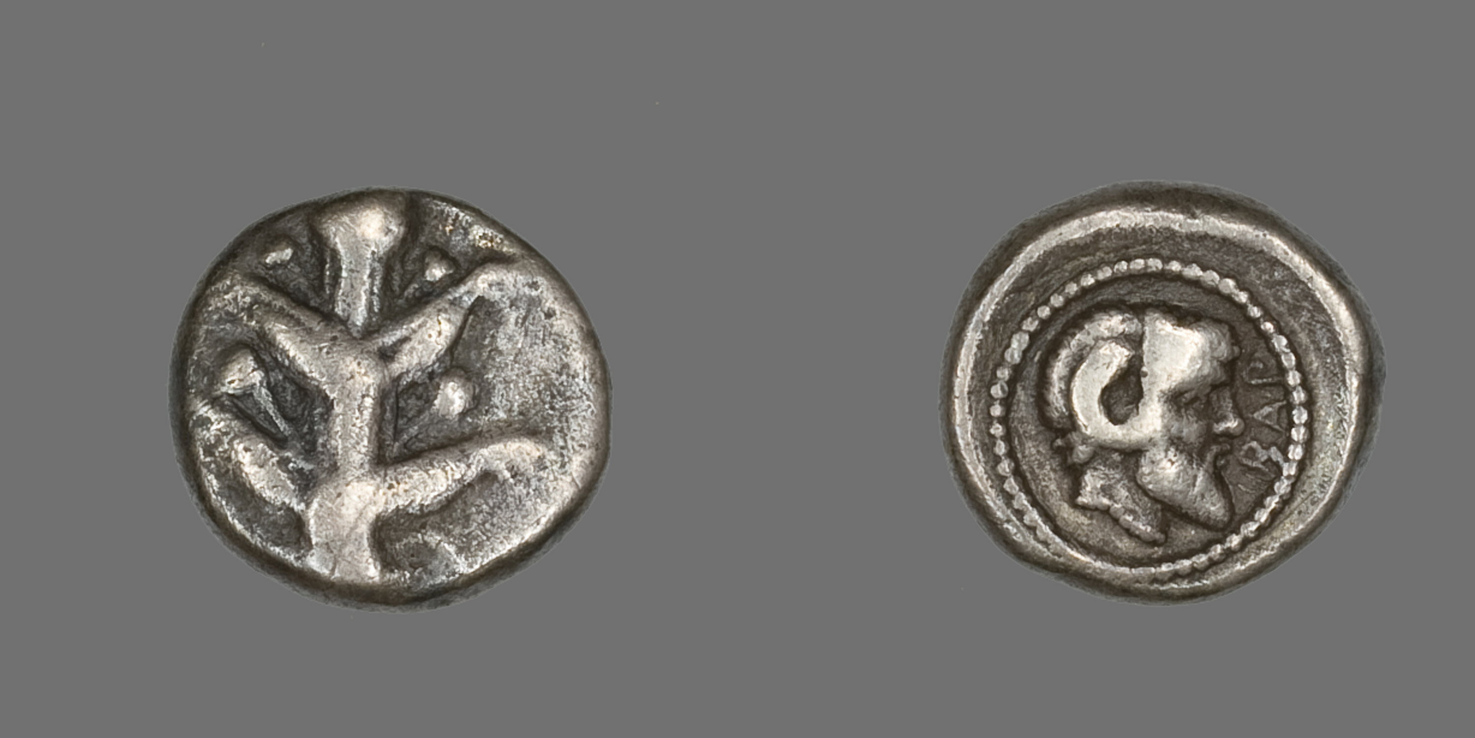 Sylfion to starożytne panaceum. Ta niezwykła roślina mogła przetrwać do dziś (fot. Heritage Art/Heritage Images via Getty Images)
