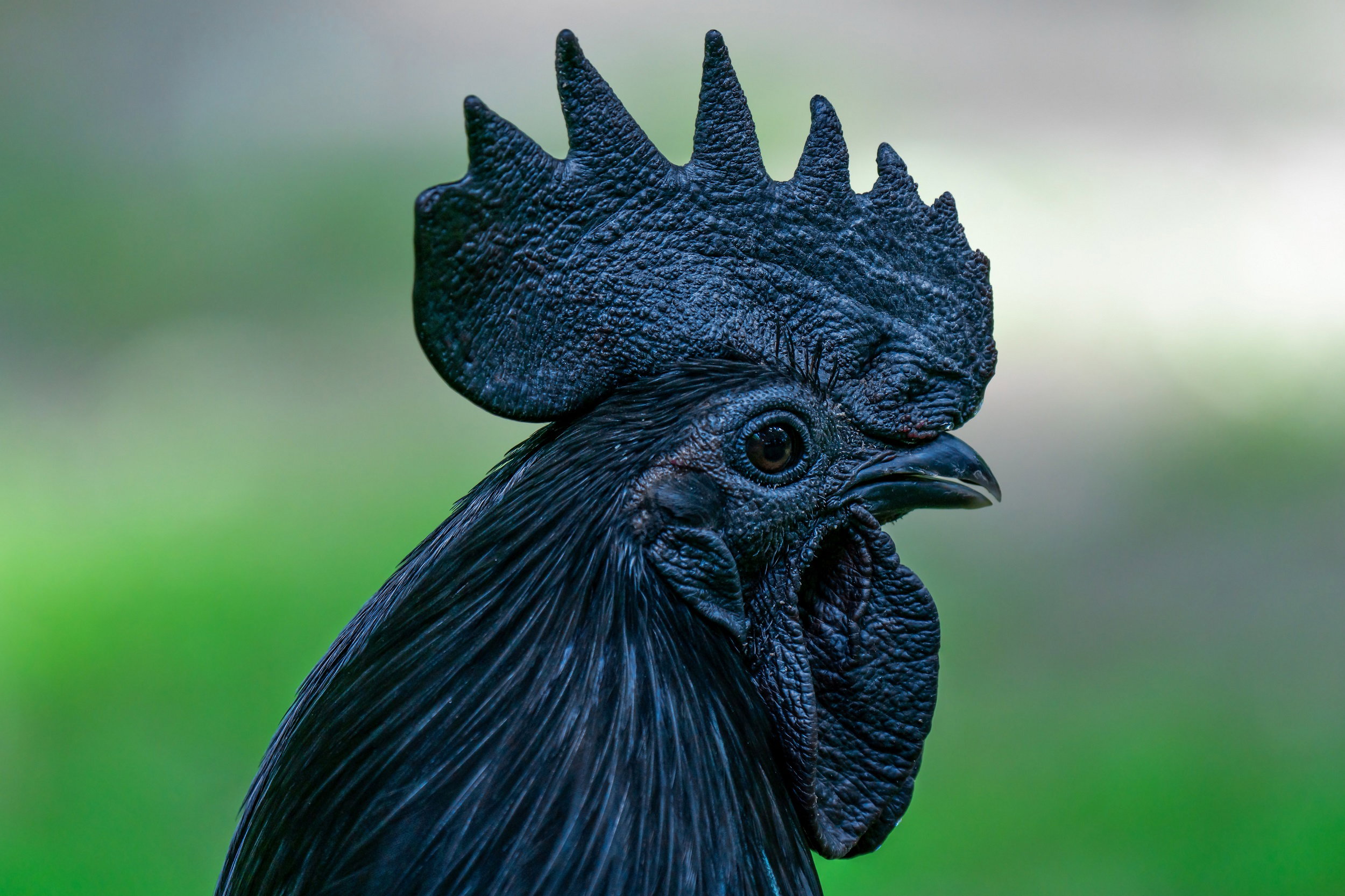 Ayam Cemani jest czarna jak smoła, a jej cena zwala  z nóg (fot. Shutterstock)
