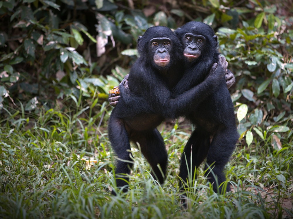 Agresywny jak bonobo. Padł mit wyluzowanego i łagodnego gatunku małp