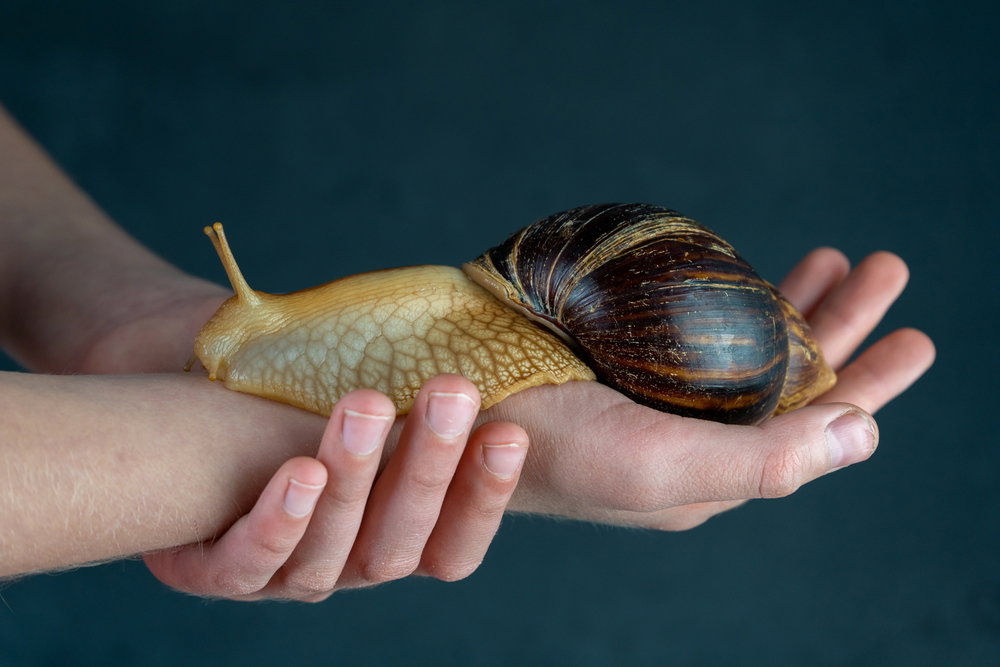 Achatina to największy ślimak świata. Afrykańskiego kolosa można hodować w domu (fot. Shutterstock)