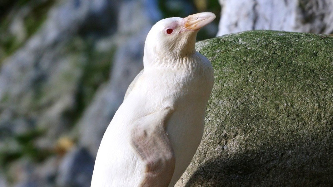 Kokosanka została „Pingwinem Roku”. Wielki sukces mieszkanki gdańskiego ZOO
