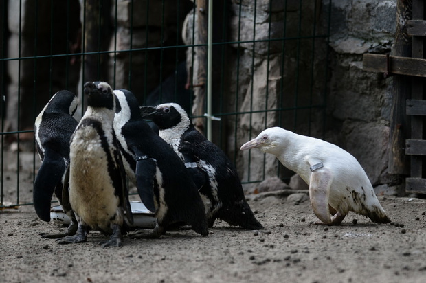 Kokosanka z gdańskiego ZOO