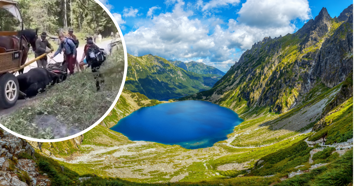 Dramatyczne sceny w drodze nad Morskie Oko. Koń ciągnący wóz upadł na asfalt
