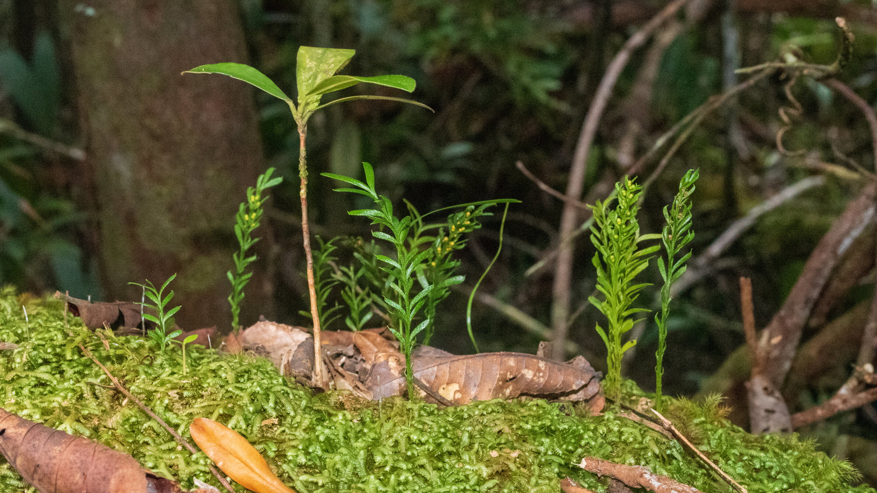 Tmesipteris oblanceolata