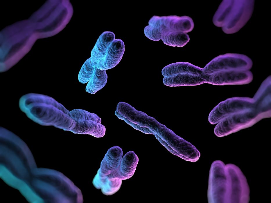 Chromosom