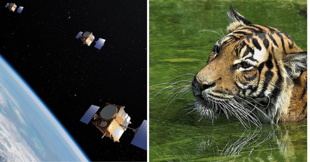 Satelity NASA pomagają zagrożonym gatunkom. Jak to działa?