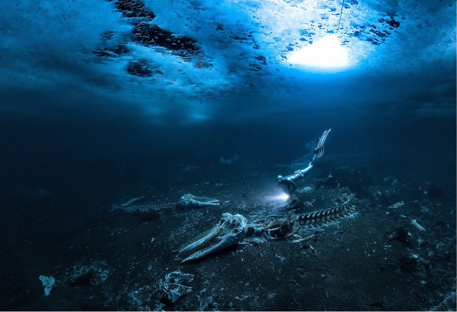 To zdjęcie zwyciężyło w konkursie Underwater Photographer of the Year 2024. Niesamowity klimat grozy (fot. Alex Dawson, UPY2024)