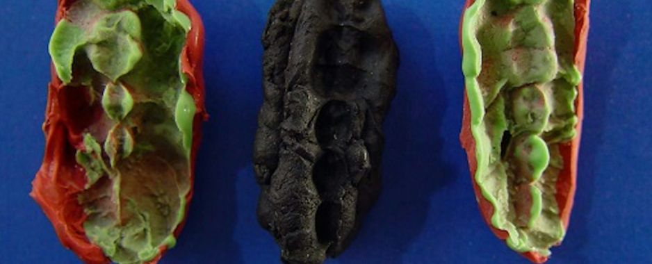 Co jedli nastolatkowie 10 tys. lat temu? Prehistoryczna „guma do żucia” daje wyobrażenie o diecie paleo (fot. Verner Alexandersen)