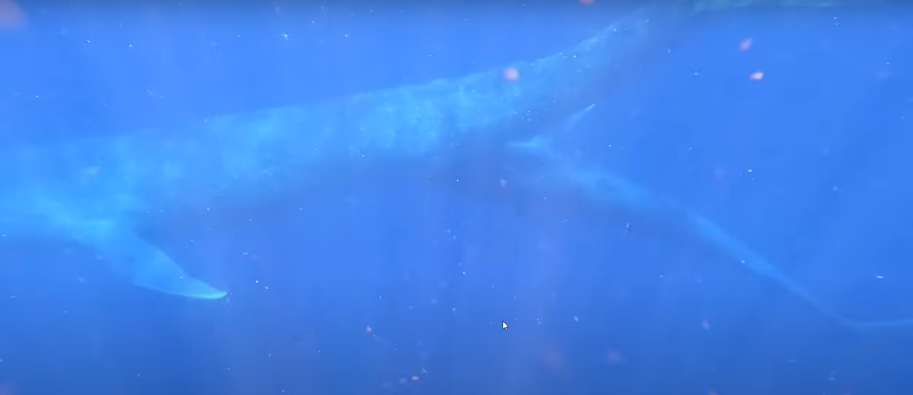 Po raz pierwszy udało się nagrać płetwala błękitnego karmiącego młode. Film nakręcił amator snorkelingu