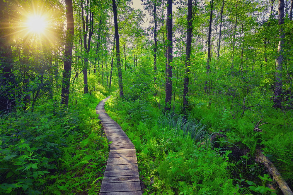 Poleski Park Narodowy to gratka dla miłośników przyrody (fot. Shutterstock)