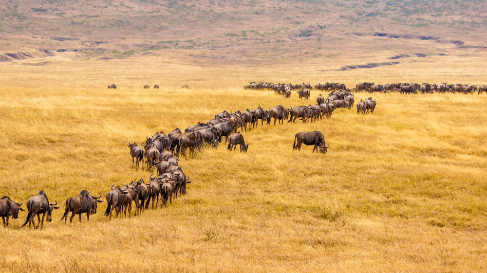 Serengeti co roku przyciąga miliony turystów. Wszyscy chcą zobaczyć wielką migrację zwierząt (fot. Shutterstock)