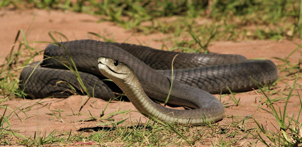 Czarna mamba jest jednym z najniebezpieczniejszych węży. Jej jad może powalić żyrafę (fot. Shutterstock)