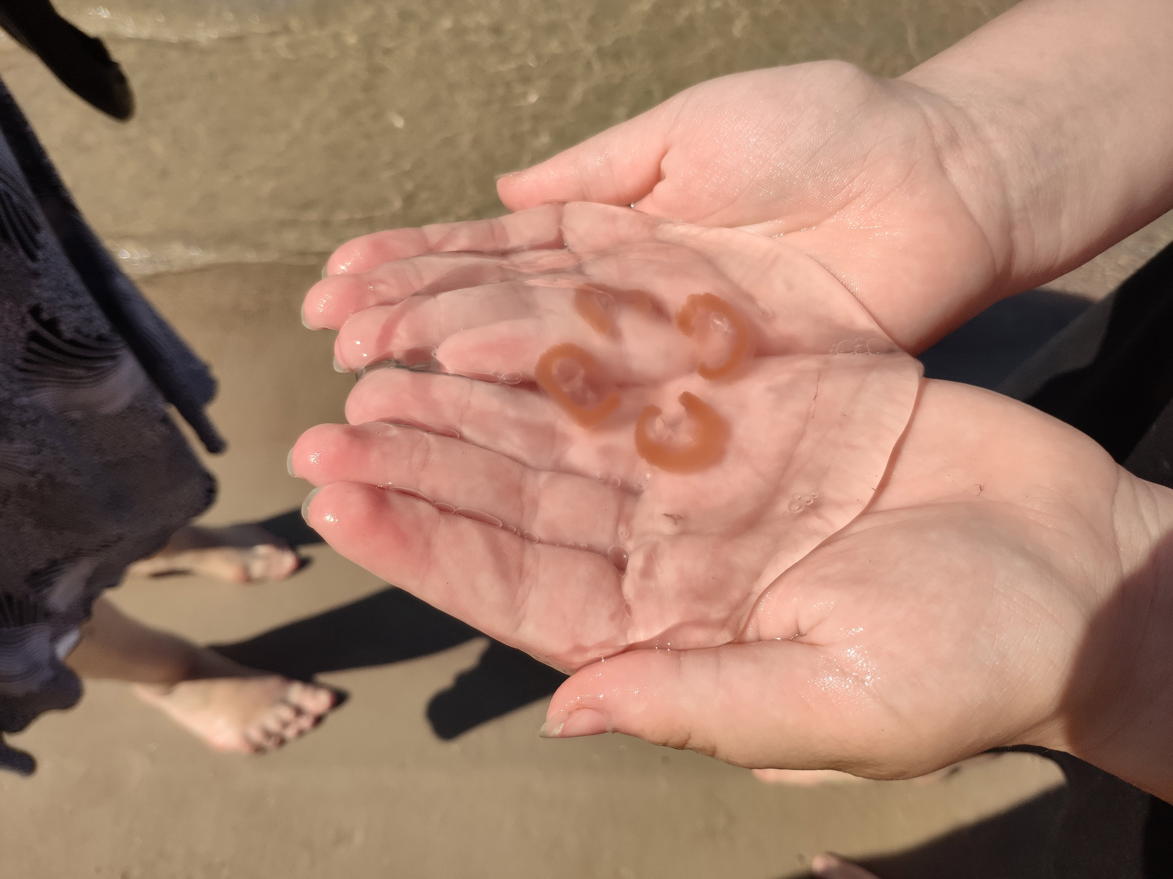 Chełbie modre coraz liczniej pojawiają się na polskich plażach