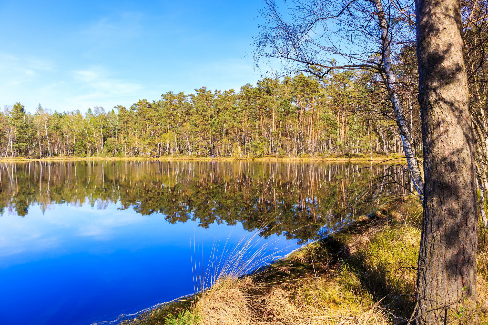 Puszcza Niepołomicka pozwala obcować z dziką przyrodą. Tutaj można dostać energetycznego kopa (fot. Shutterstock)